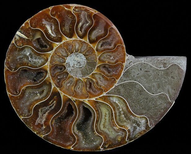 Polished Ammonite Fossil (Half) - Agatized #51772